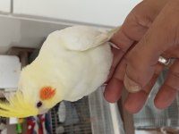 3 Aylık Erkek El Besleme Sultan Papağanı