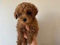 Red toy poodle yavrumuz