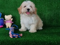 Sevimli maltipoo yavrular