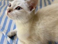 Acil Pamuk gibi bir bebek british shorthair