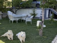 Saf samoyed