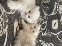 British longhair 35 günlük dişi