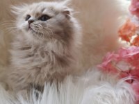 British longhair lilac yavrularımız