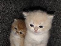 Rezerveye açık british shorthair yavrular
