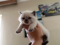 Sahiplendirme british shorthair
