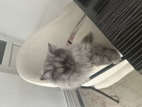 British shorthair duman kızımız