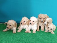 Dişi ve erkek maltipoo köpekler