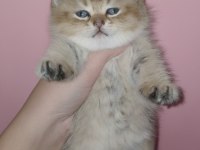 Golden panda british shorthair yavrum yeni yuvasını arıyor