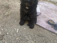 Siyah genç erkek köpeğimiz