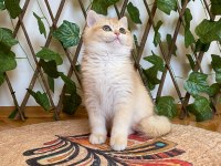 NY12 Dişi İrina British Shorthair Golden