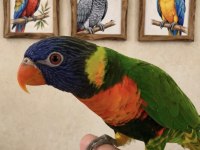 Jumbo boy Rainbow Lori