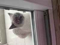 Blue point british shorthair