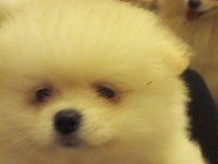 Safkan anne ve baba şecereli pomeranian dişi yavrular