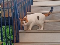 Kedimizi ücretsiz sahiplendirme