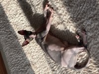 DİŞİ SFENKS KEDİMİZ YUVASINI ARIYOR
