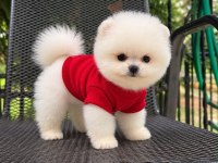 Pomeranian Boo Safkan