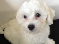 MALTESE O NUMARA BEBEKLER RUHSATLI ÜRETİM