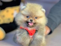 Sevimli Pomeranian Boo Yavrularımız