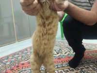 Sahibinden sarman kedimiz