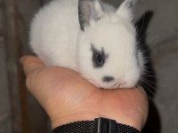 Safkan cüce tavşanlar (Netherland dwarf)