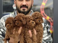 Toy Kore ırk safkan güzellik