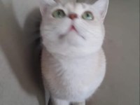 British golden shorthair şecereli erkek