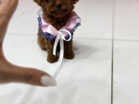ORİJİNAL TOY POODLE