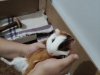 Kardeş Ginepigler tüm malzemeleri ile