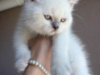 British Shorthair Blue Point (Colourpoint)