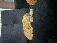 Toy poodle