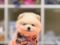 Ayı surat pomeranian boo