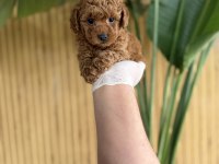 Referans Yavru Köpekler