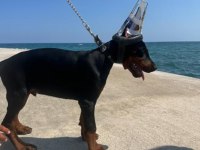 A CLAS FCI KIF ŞECERELİ DOBERMAN SON YAVRU