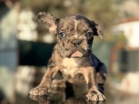 Güzeller güzeli merle ve blue fawn french bulldog yavrular