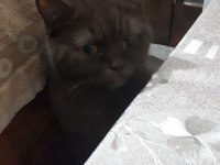 1.5 Yaşında Kedimiz Tamamen Ücretsiz ve Mama Karşılıksız
