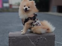 2.5 yaşında erkek pomeranian