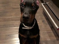 Reklama İhtiyacı Olmayan Doberman Yavrular (Estetikli)