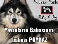 Alaska kurdu ( malamut ) yavruları