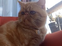 İran Kedisi Garfi