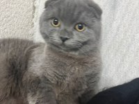 Scottish fold 8 aylık dişi