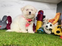 Maltese Terrier Yavrularımız Dişi Ve Erkek