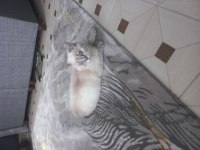 British shorthair blue point