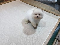 Sağlık Ve Irk Garantili Pomeranian Yavrusu