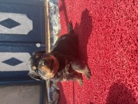ROTTWEİLER KÖPEĞİ