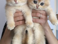 British Golden Ny12 Shorthair Yavrular