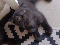 EN ACİL VE EN UYGUN ŞEKİLDE SAHİPLENDİRİLECEK KEDİLER
