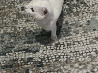 Uysal yavru kedimize kalıcı yuva arıyoruz