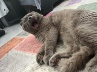 1.5 buçuk yaşında erkek scottish fold