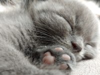 2 aylık scottish fold