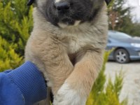 Aslan yavrusu dişi ücretsiz köpeğimiz